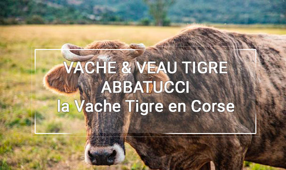 Vache Tigre en Corse